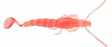 Halco PADDLE PRAWN 4" Силиконова примамка #206 Jelly Prawn