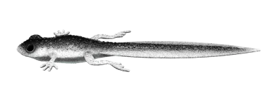 FROG - TADPOLE TAIL (попова лъжичка) 0002 - GHOST