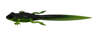 FROG - TADPOLE TAIL (попова лъжичка) 132 - MOTOR OIL GREEN