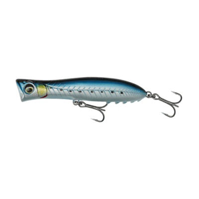 Sardine