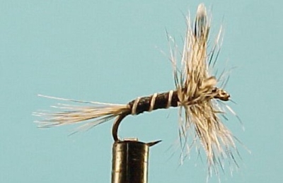 Mosquito
