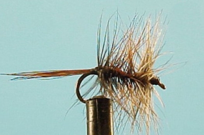 Brown & Grizzley Palmer