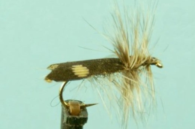Mottled Grizzley Sedge