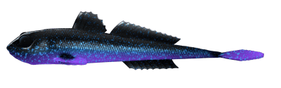 GOBIO 7.3" (186mm.) 123 Cosmos