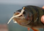 Crazy Fish CRUEL LEECH 5,5см Видове червей
