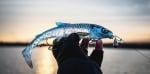 Savage Gear 3D Whitefish Shad 23cm 94g 3