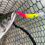 T.H. Tackle | Tailwalk Silverna Taki Nyoro 60mm