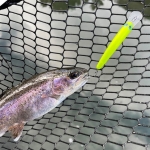 T.H. Tackle | Tailwalk Silverna Taki Nyoro 60mm