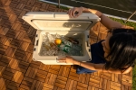 Coleman Cooler Pro Series 45QT