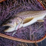 Little Jack HymiR 7cm