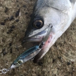 Little Jack HymiR 7cm