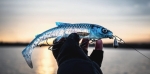 Savage Gear 3D Whitefish Shad 15cm 27g