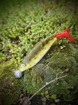 Sea Buzz Turbo Shad