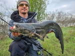 Sea Buzz Turbo Shad