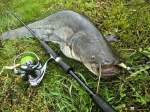 Sea Buzz Turbo Shad