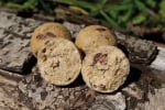 Dynamite Baits Monster Tiger Nut Boilies  1