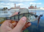 Crazy Fish Polaris 5.4см Силиконова примамка риболов