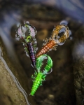 Westin CreCraw Slim Creaturebait 5.5cm