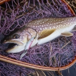 Little Jack HymiR 8.5cm