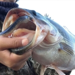 Owner ROUND ULTRA JIG HEAD