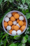 Starbaits Crayzi Fruit Bright Pop-Ups