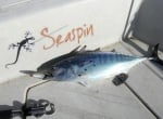 SeaSpin Pro-Q 120 Улов